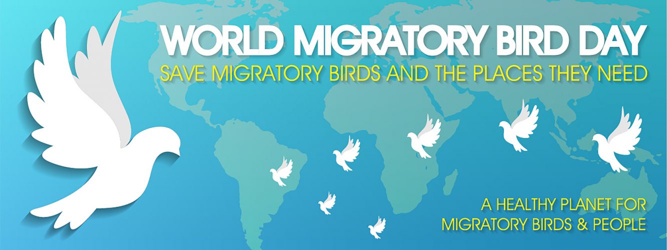 May 13 Is World Migratory Bird Day